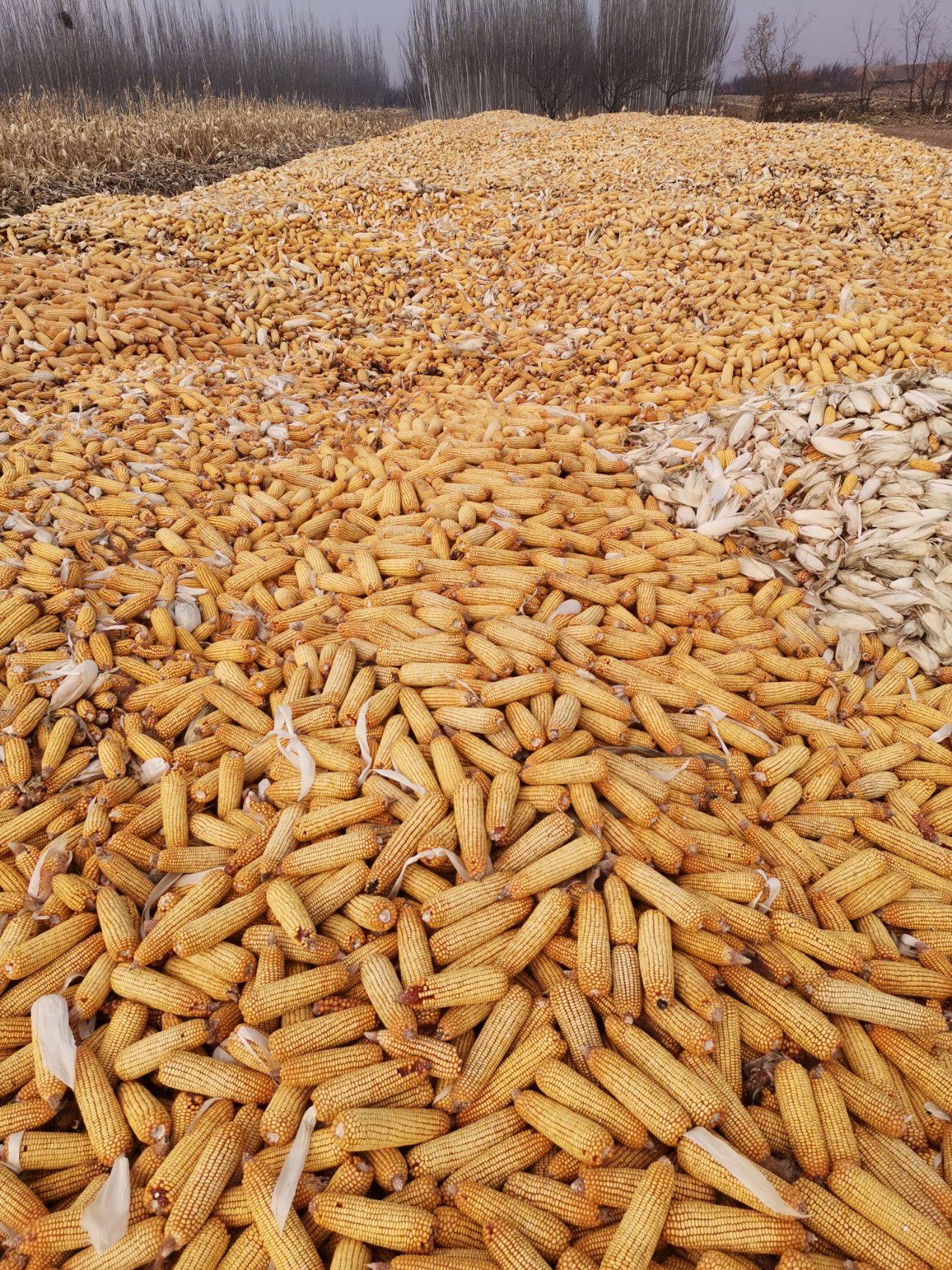 干玉米 老玉米，