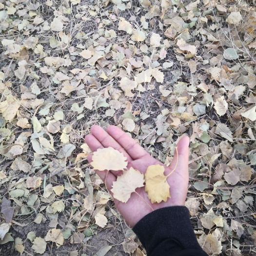 胡杨树苗种子出售