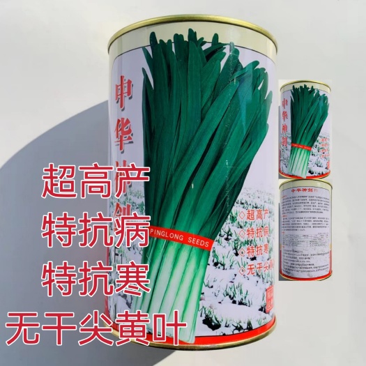 沭阳县韭菜种子中华太空神剑宽叶韭菜种籽直立性好高产耐寒耐高温蔬菜