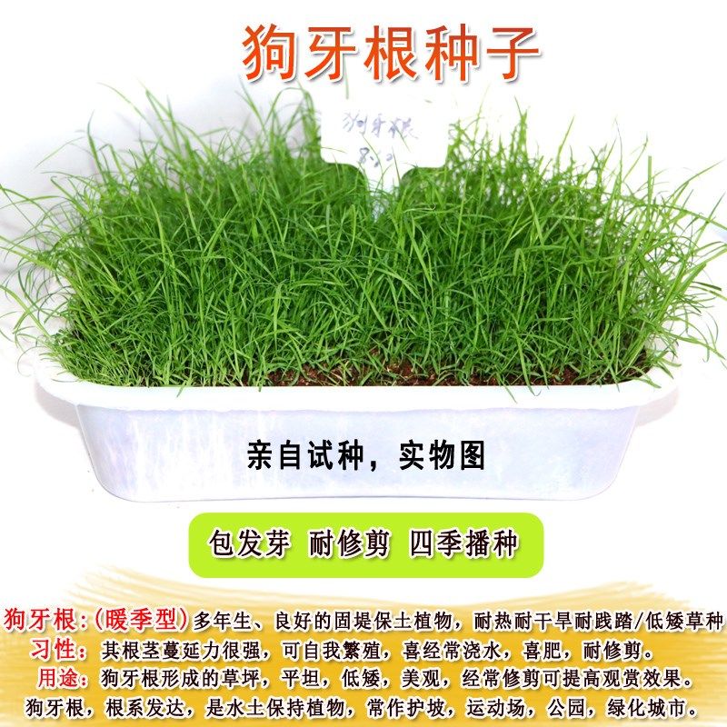 狗牙根种子狗牙根护坡草籽耐热耐旱耐践踏矮生草坪公园绿化