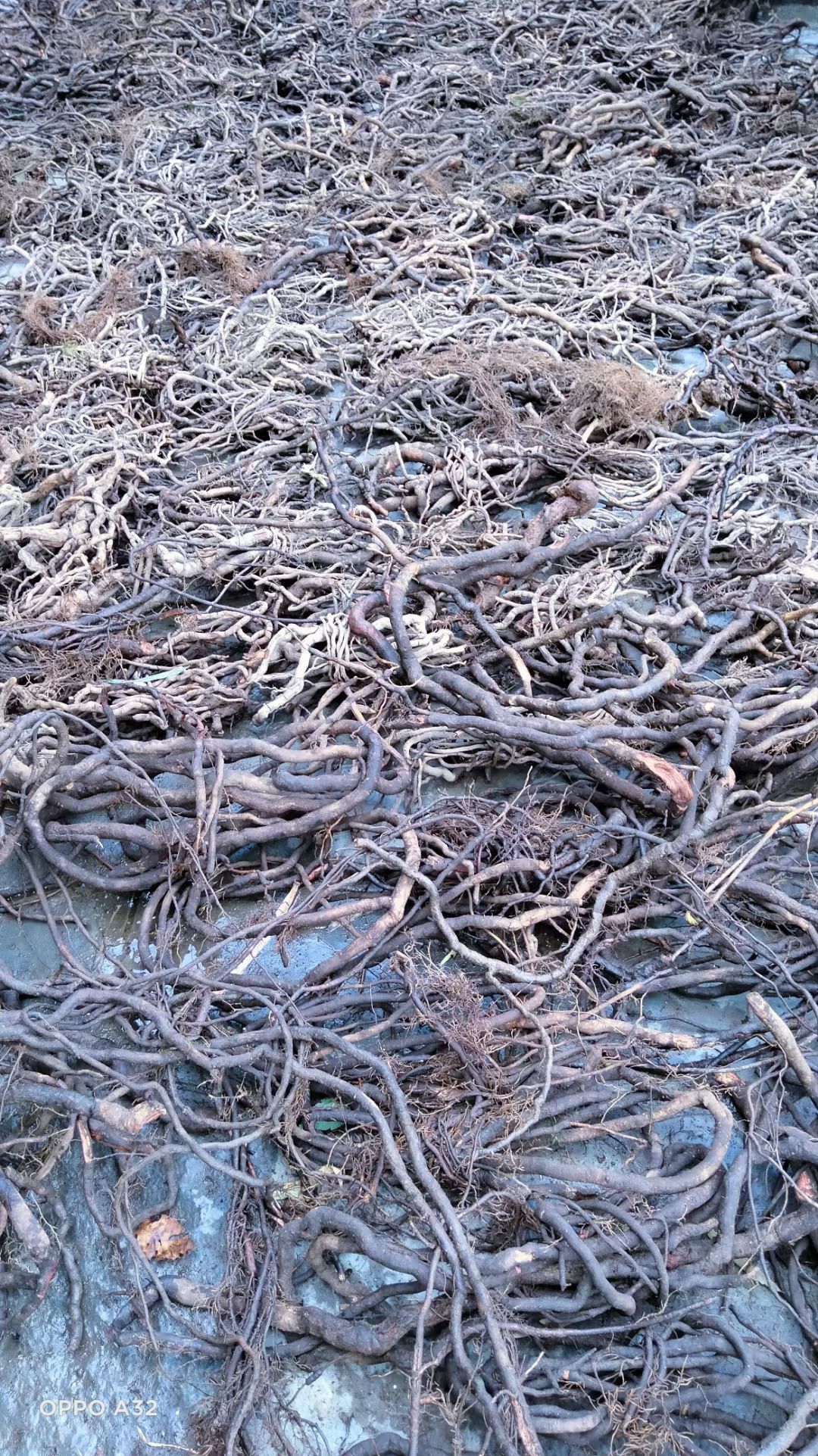 正宗中药材黑老虎 干货，冷饭团产地批发，钻地风，钻骨风，