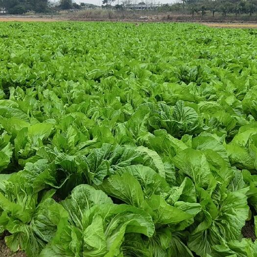 富川县芥菜王，有1100000斤左右