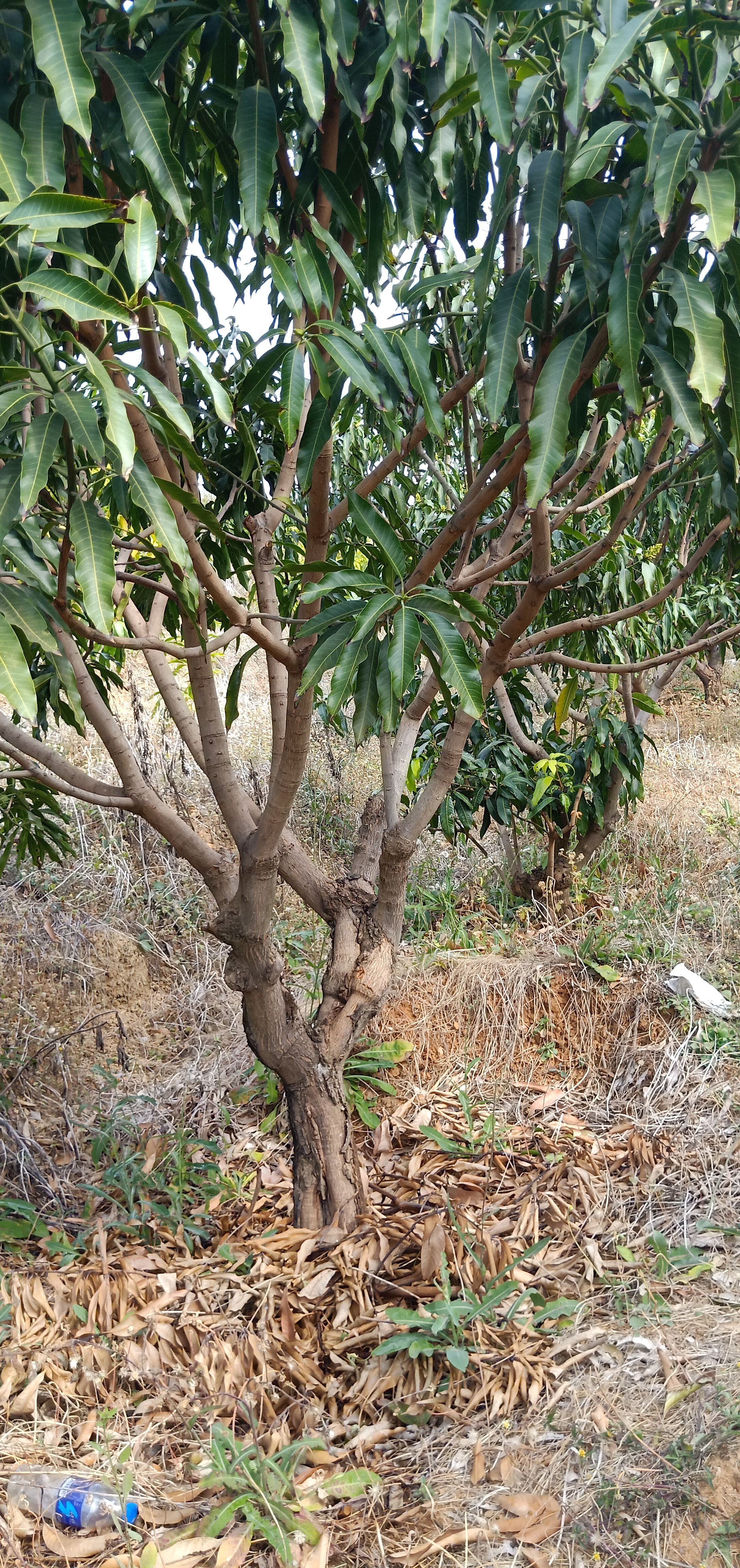 永仁县金沙江畔 凯特芒  耶香芒  自家果园种植