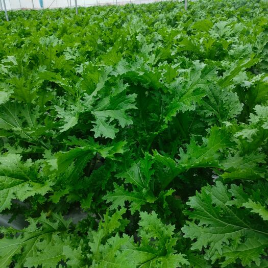 赣州雪里红芥菜 新鲜雪里红