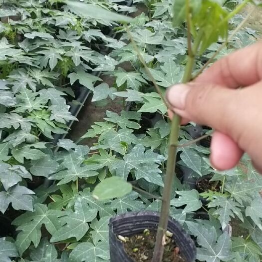 灵山县红心木瓜苗   红肉大青水果木瓜苗，拖病毒叶色青秀！