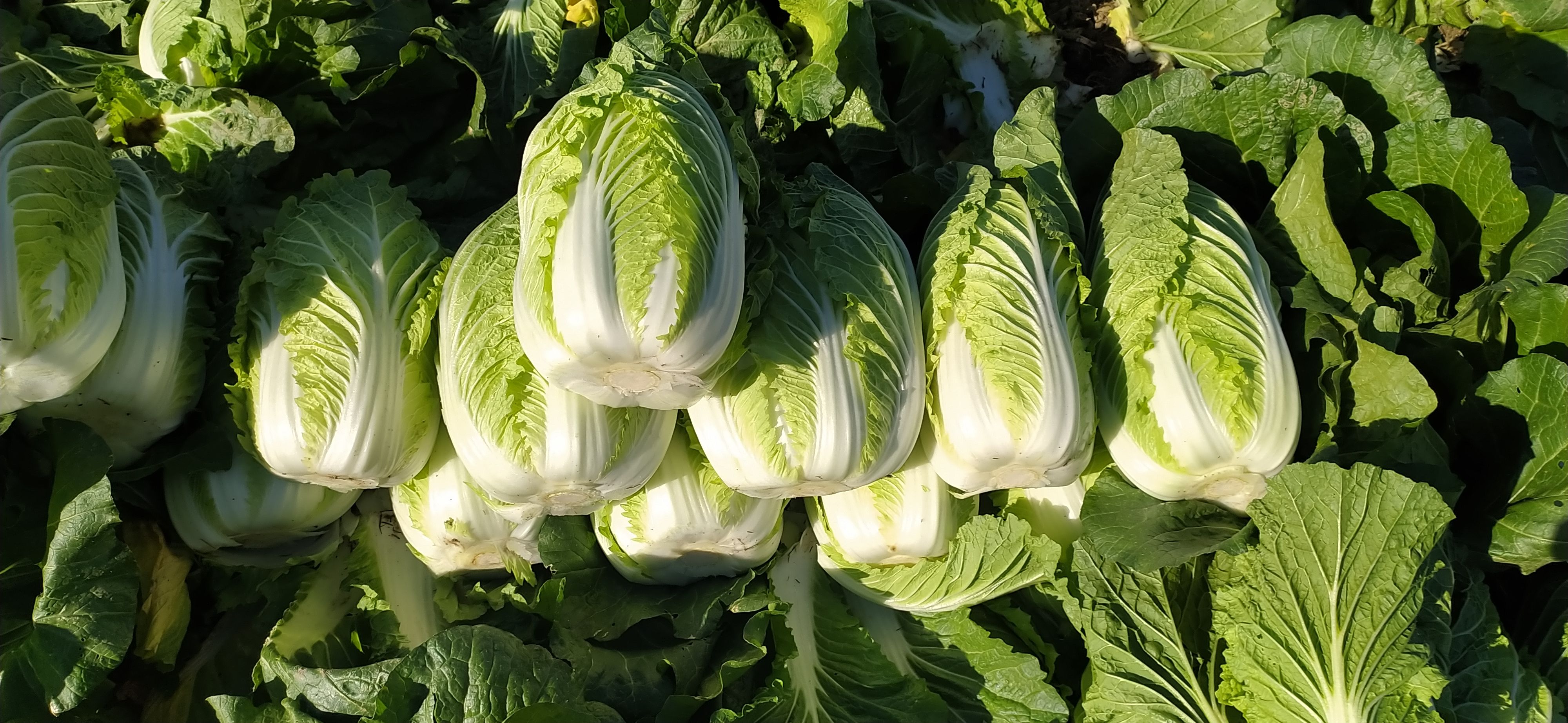 黄心大白菜