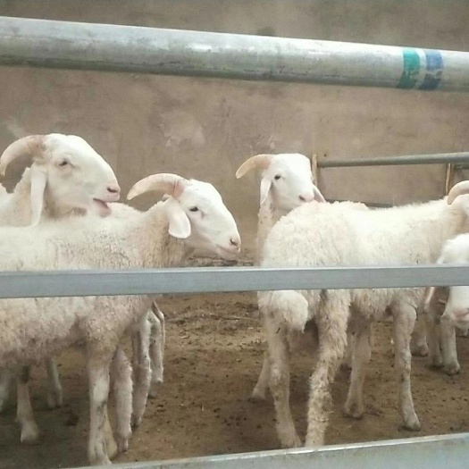 兰州白条羊 新鲜清真羊肉批发配送，转供鲜宰羊肉，活羊，手抓羊肉，