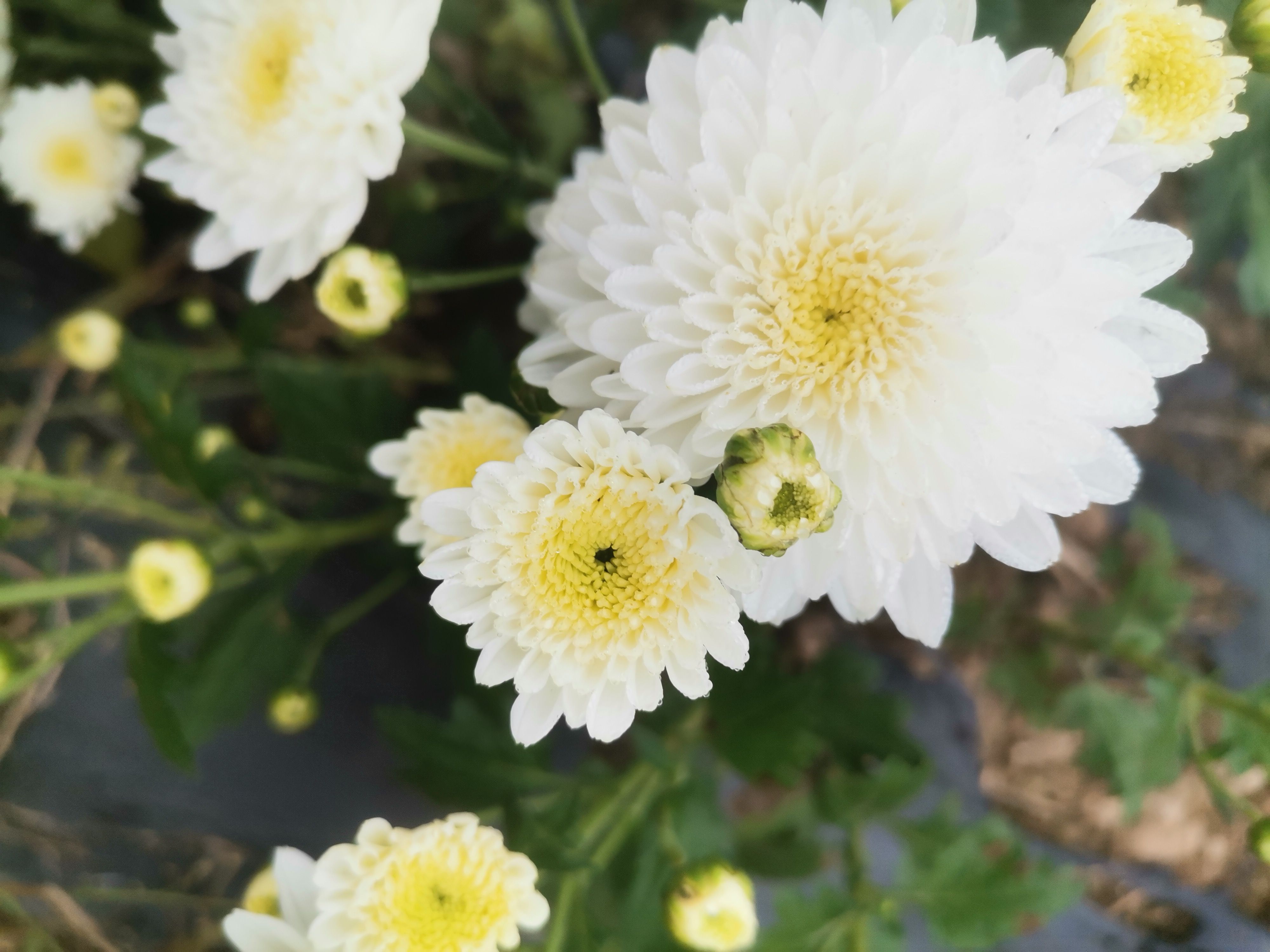 菊花七月菊