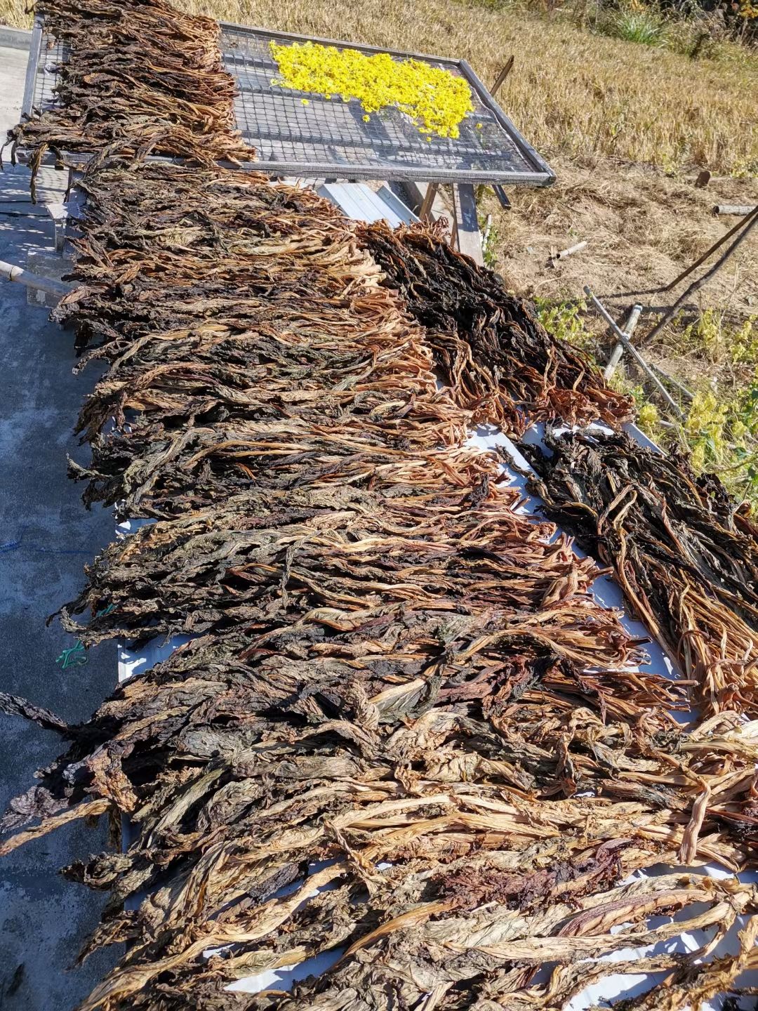 捆扎切碎客家梅干菜梅菜干三蒸三晒切断梅州无沙免洗无盐淡干菜干