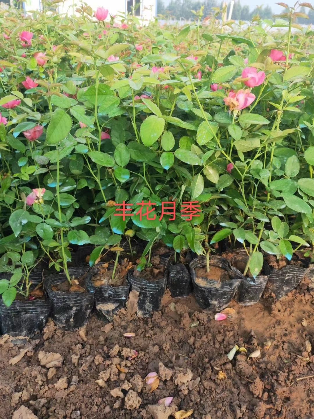 丰花月季  ，各种规格。