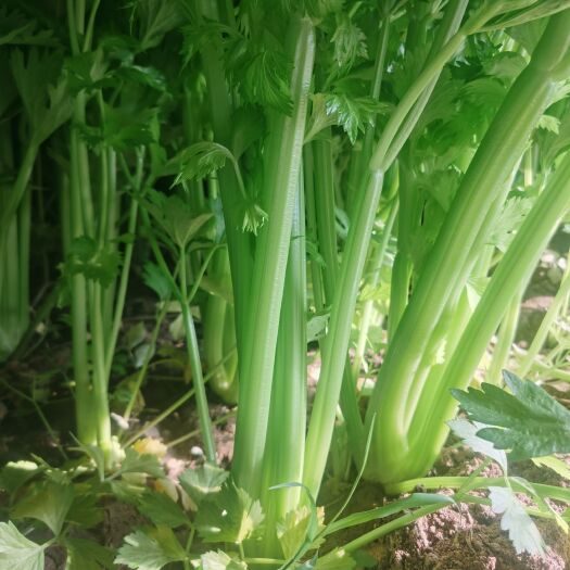 通许县黄心芹   芹菜，品质百亩种植基地