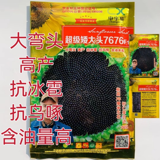 美国超级矮大头油葵种子高产油太郎榨油向日葵油葵籽满肚油