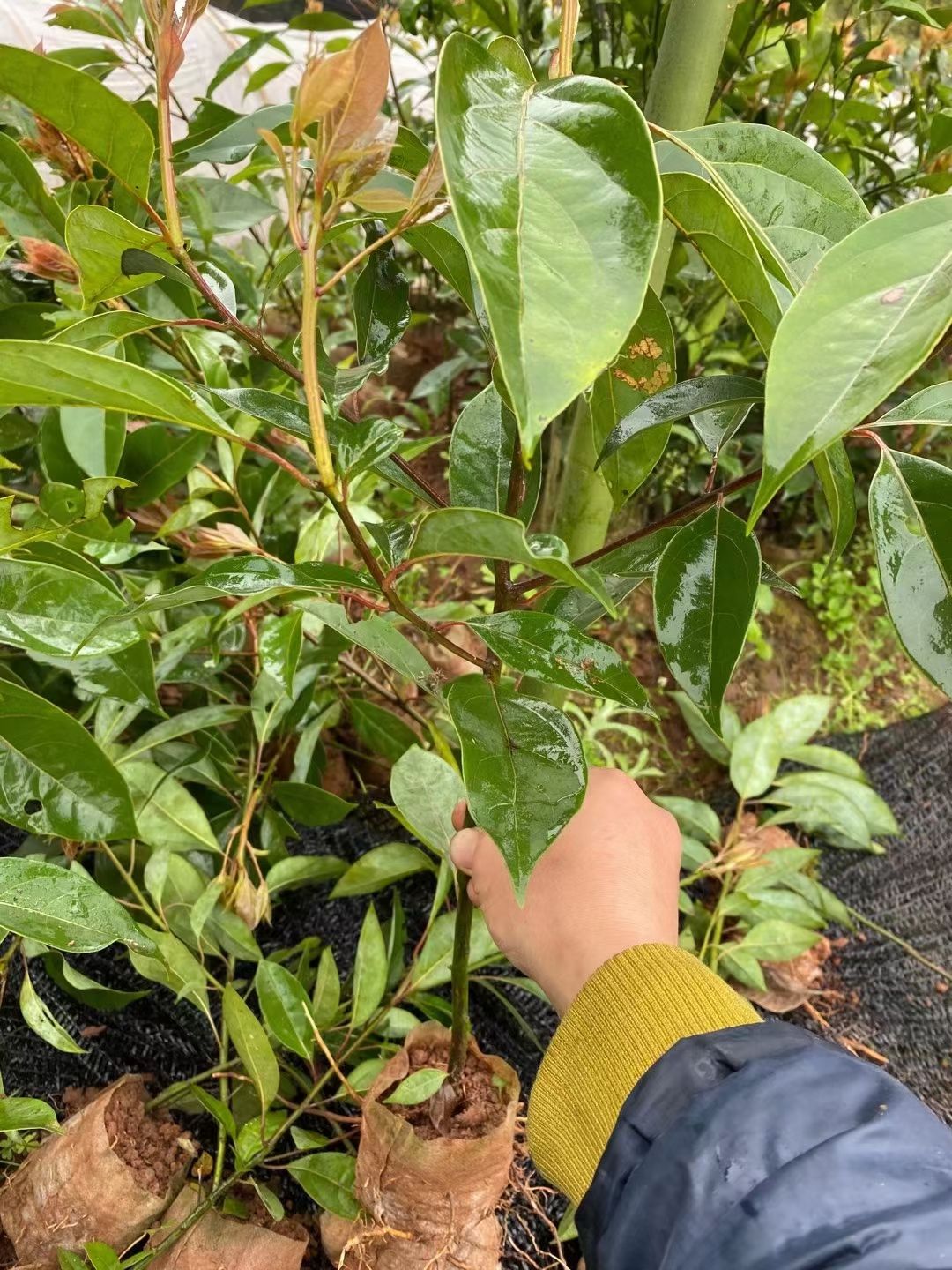 樟树苗 香樟杯苗，无纺布袋苗！