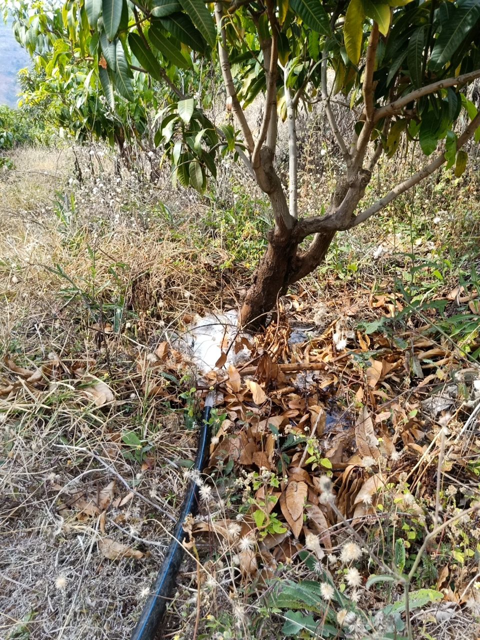 永仁县金沙江畔 凯特芒  耶香芒  自家果园种植