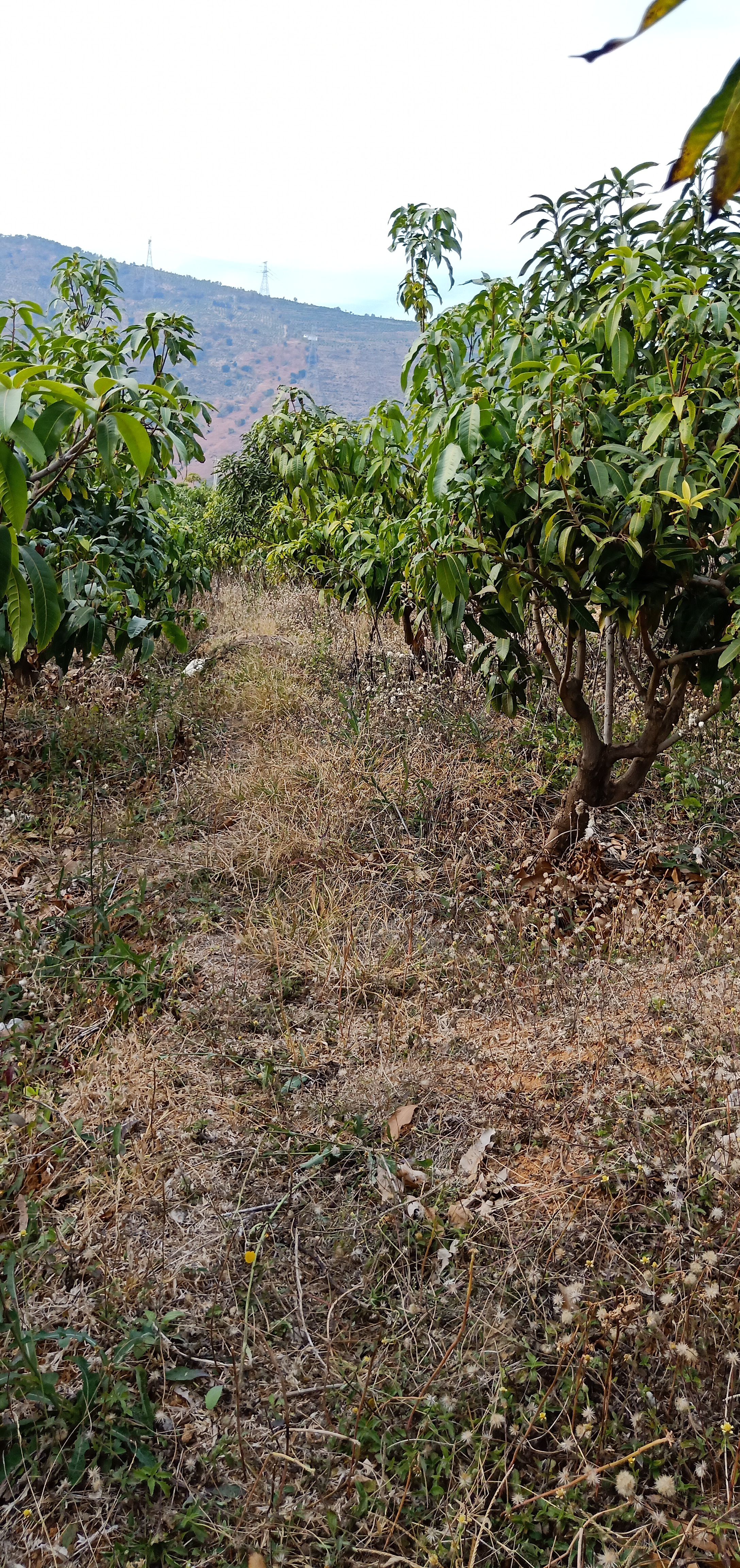 永仁县金沙江畔 凯特芒  耶香芒  自家果园种植