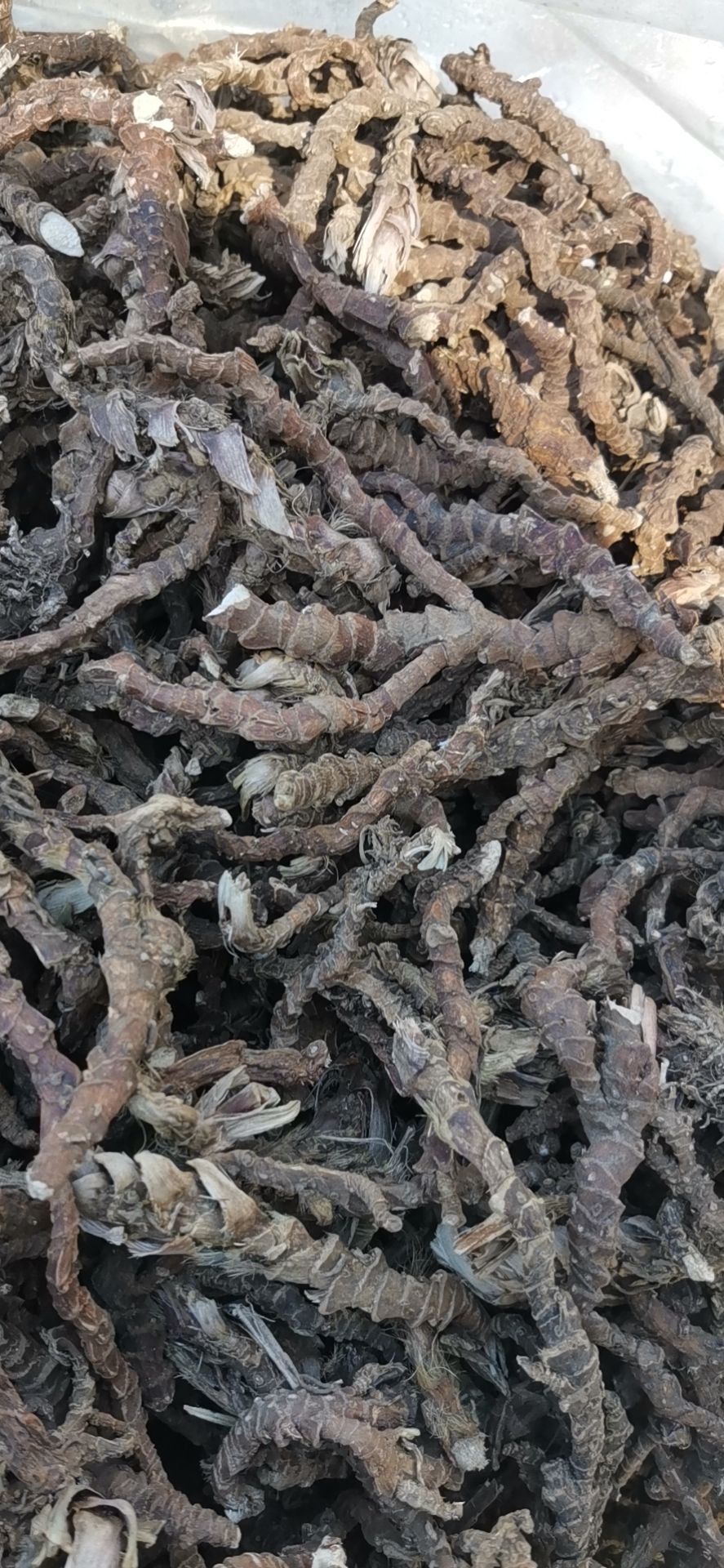 石菖蒲 福建天然货