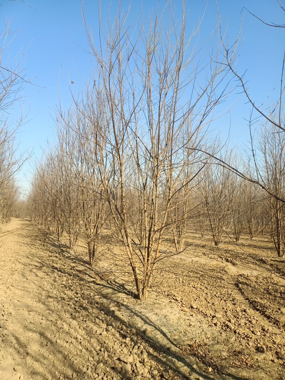 丛生三角枫，4-8米的，基地直销，欢迎朋友前来选购，