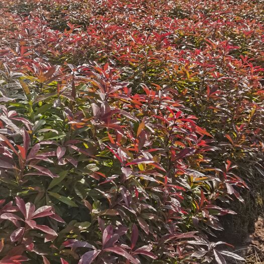 奉新县供应一年生木荷小苗，木荷容器苗，2-3公分木荷