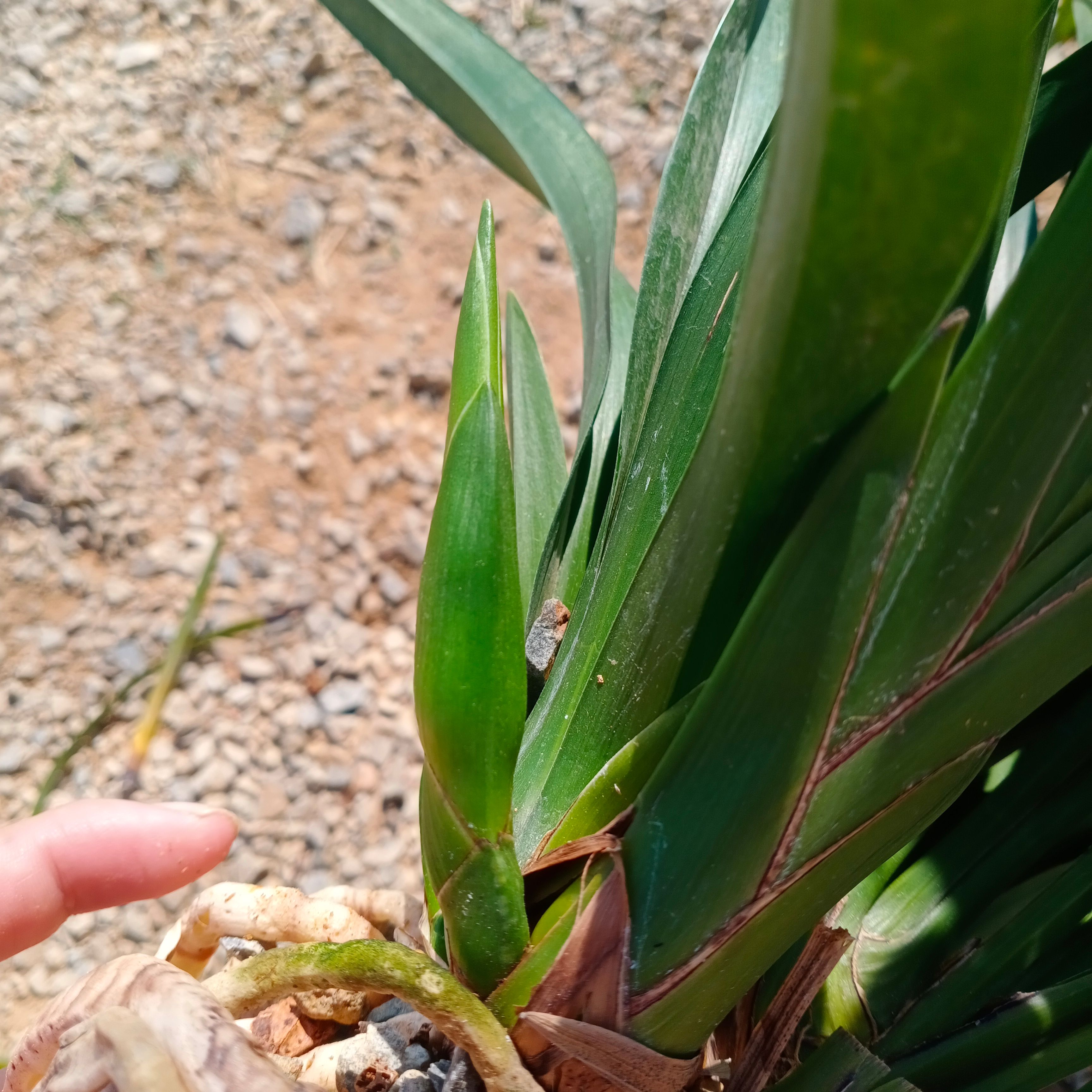 绿翡翠兰花苗黄色浓香杂交兰 盆栽绿植室兰草带花苞