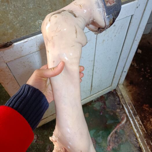 马蹄子