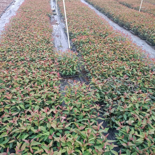 遂溪县DH3229桉树 桉树苗