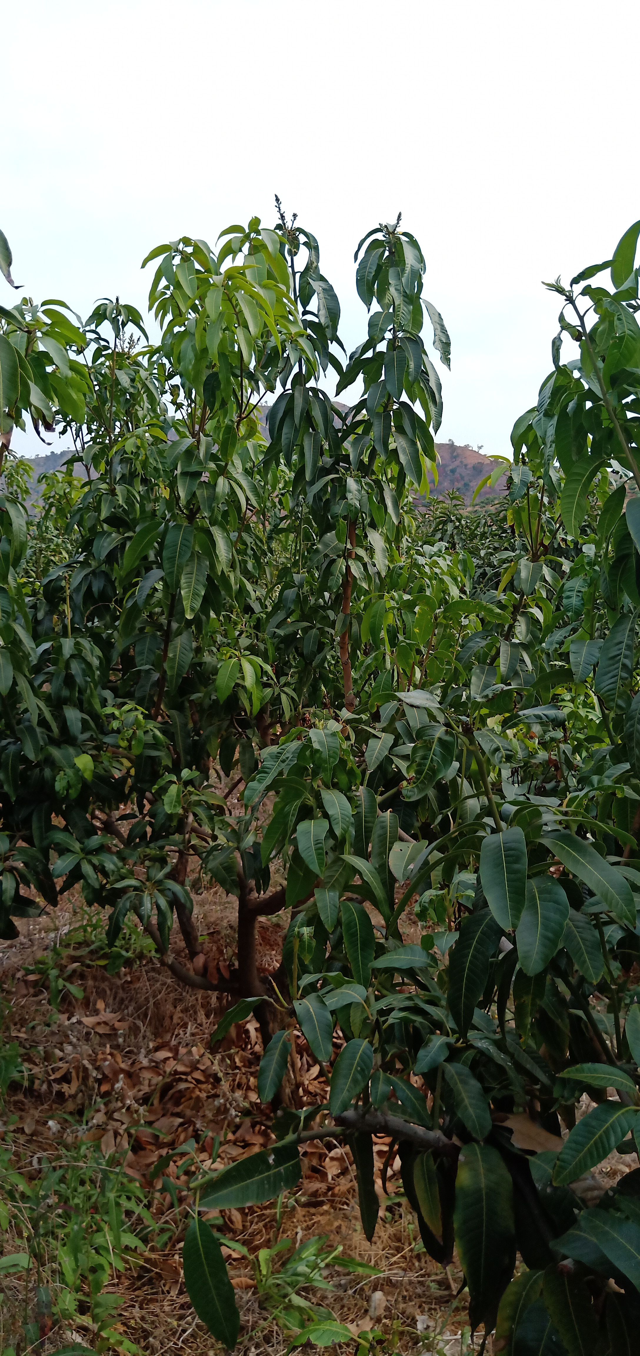 永仁县金沙江畔 凯特芒  耶香芒  自家果园种植