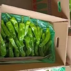 临高县青泡椒，海南临高县万亩冬季辣椒基地