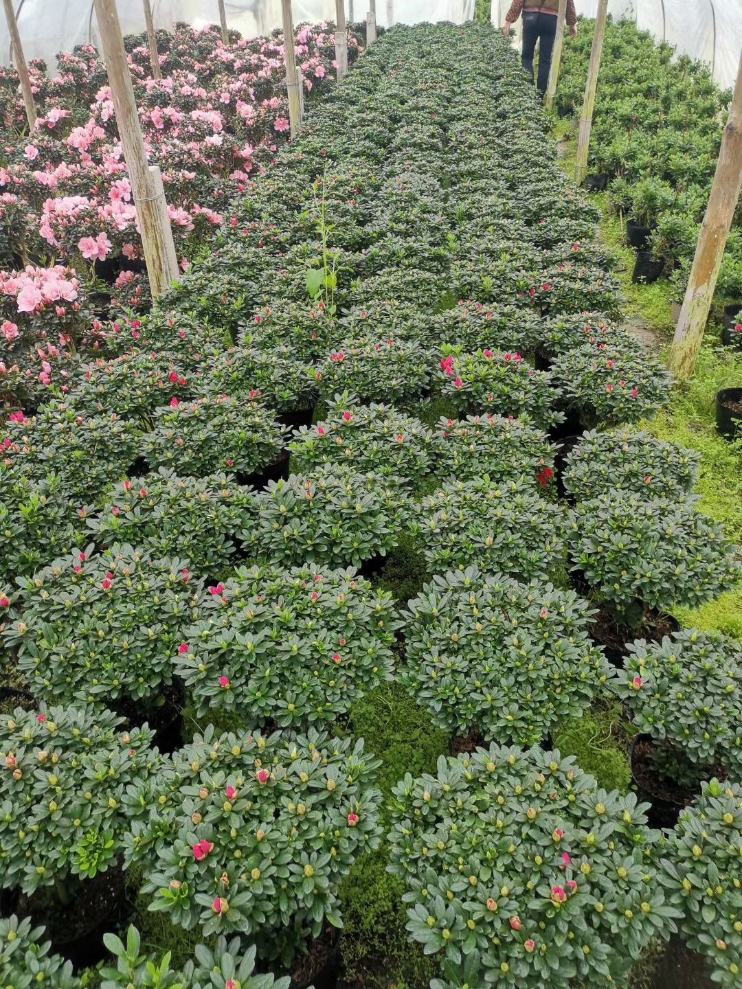 国旗红杜鹃  梅红杜鹃16杯，18杯，21杯，26杯，30杯