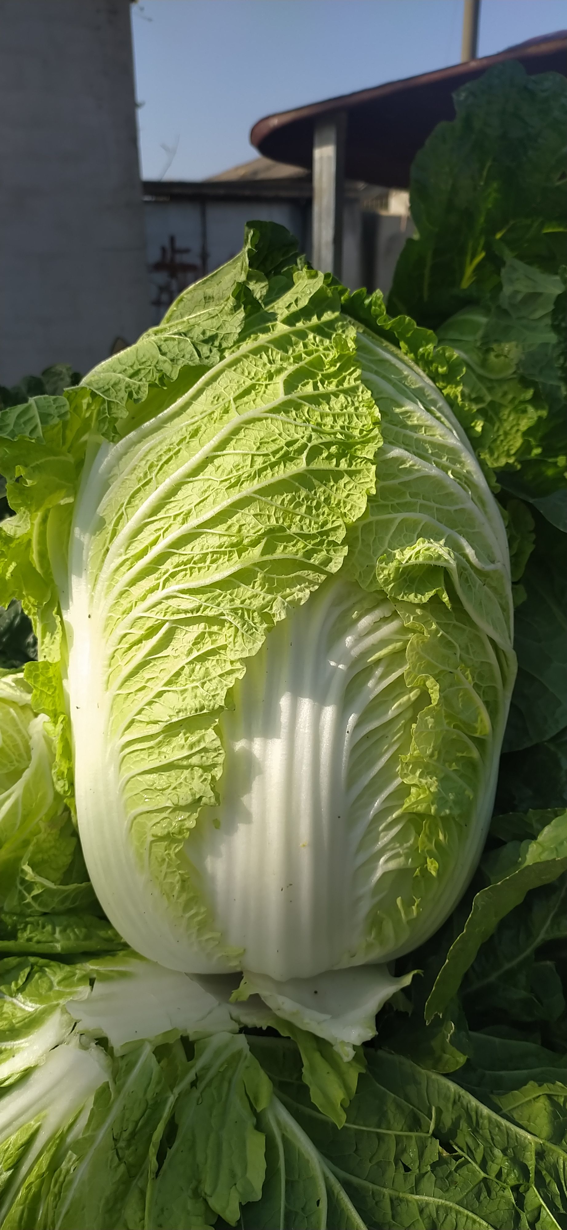 黄心大白菜