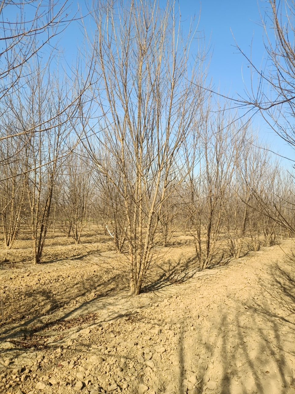 丛生三角枫，4-8米的，基地直销，欢迎朋友前来选购，