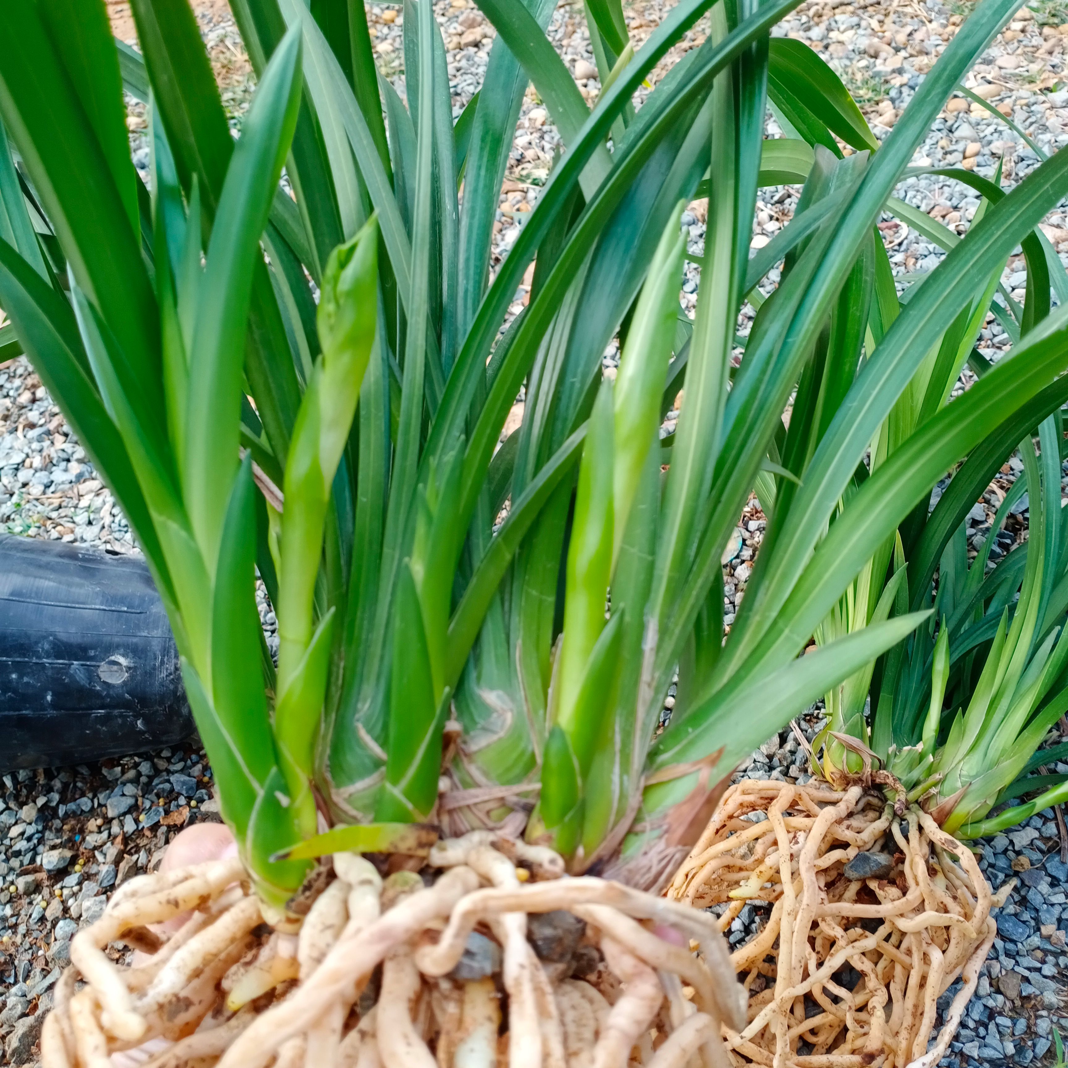 绿翡翠兰花苗黄色浓香杂交兰 盆栽绿植室兰草带花苞