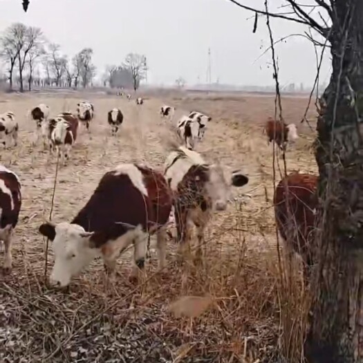 忻州肉牛  西门塔尔牛 200-300斤 母牛