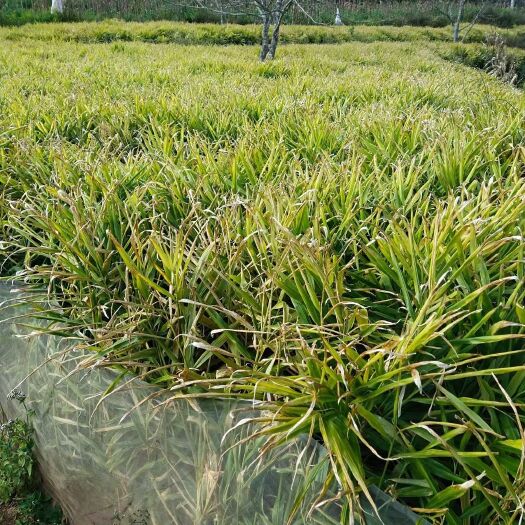 景东县 销售小黄姜（药姜）