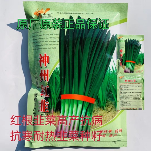 沭阳县红根韭菜种子神州红韭高产抗病抗寒耐热韭菜种籽农家春秋蔬菜子