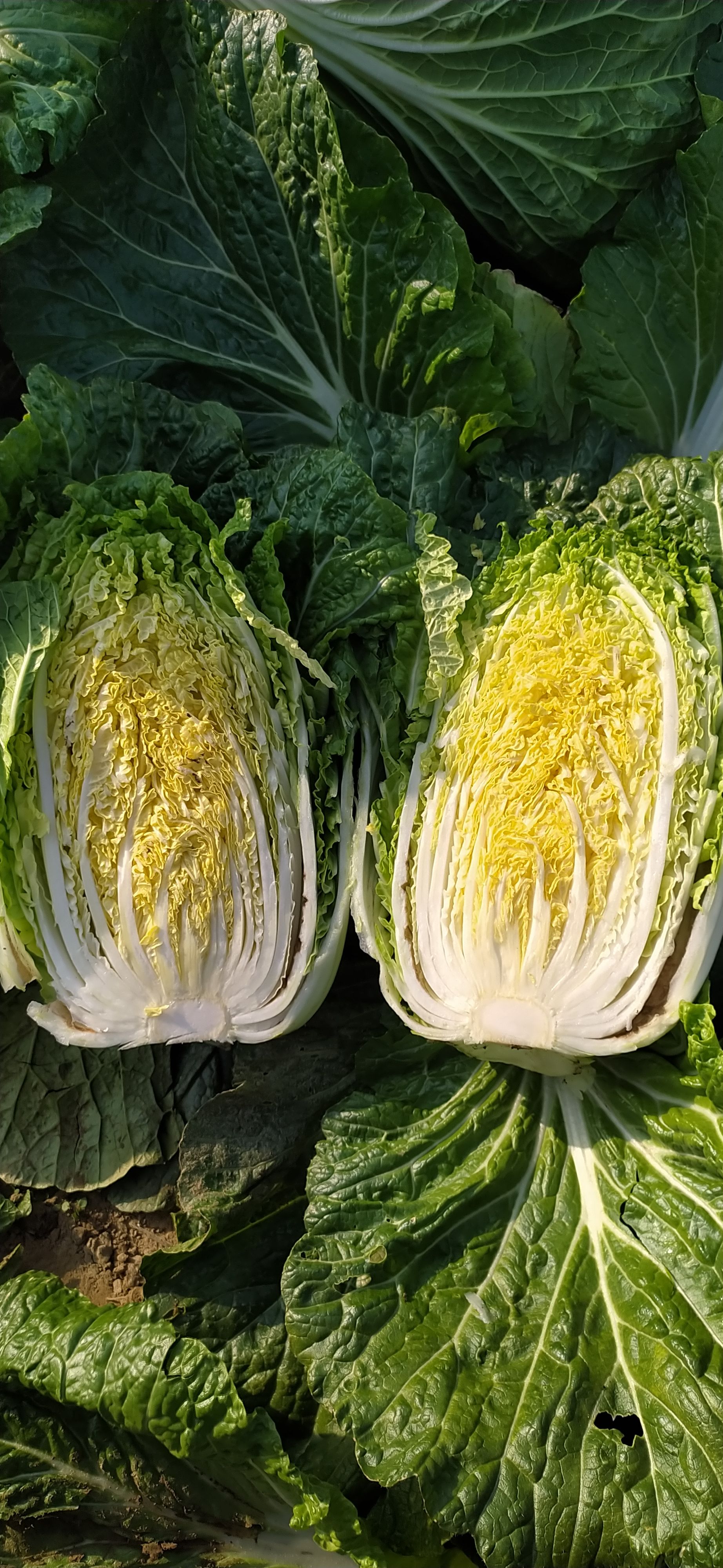 黄心大白菜