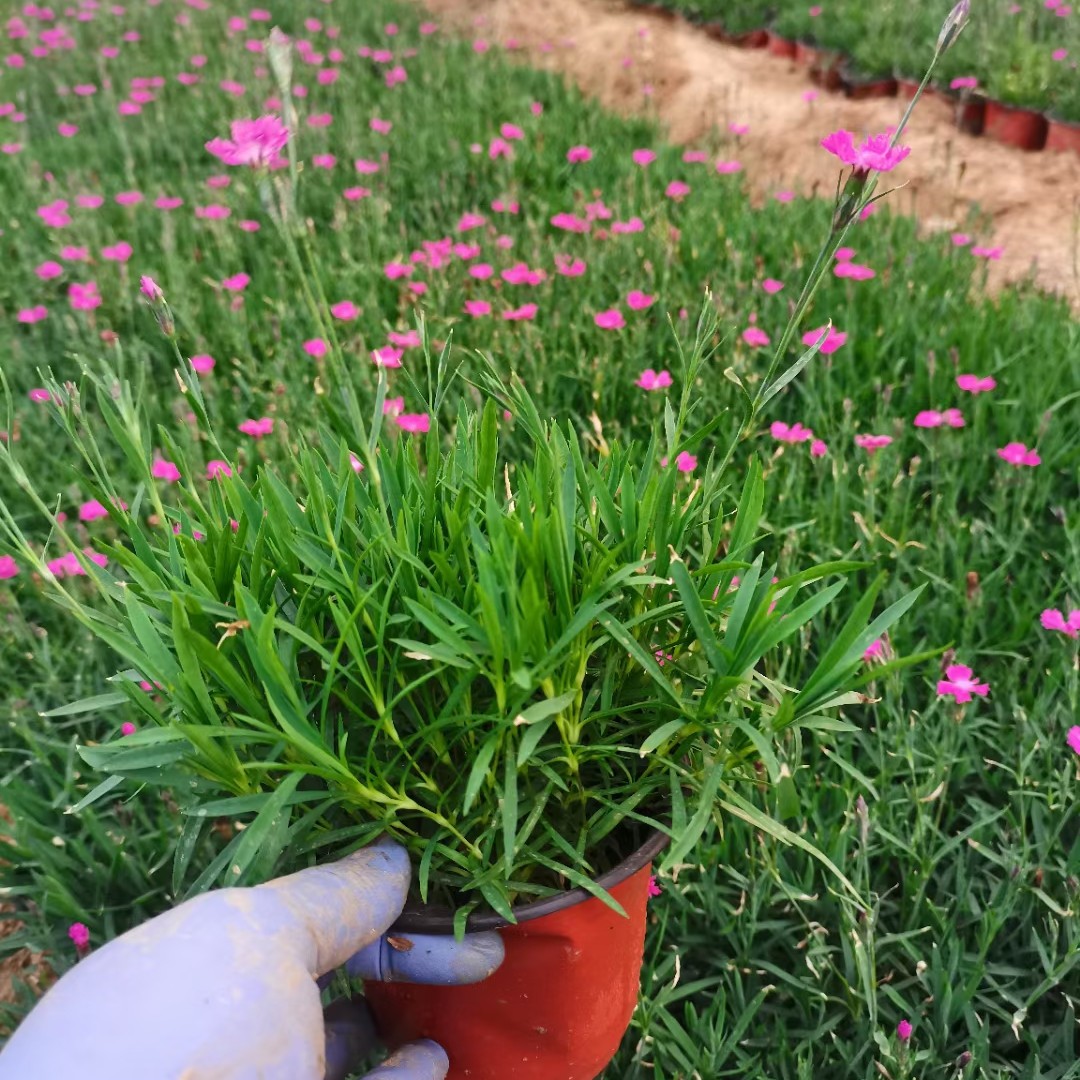 欧石竹，四季长青，开花草坪