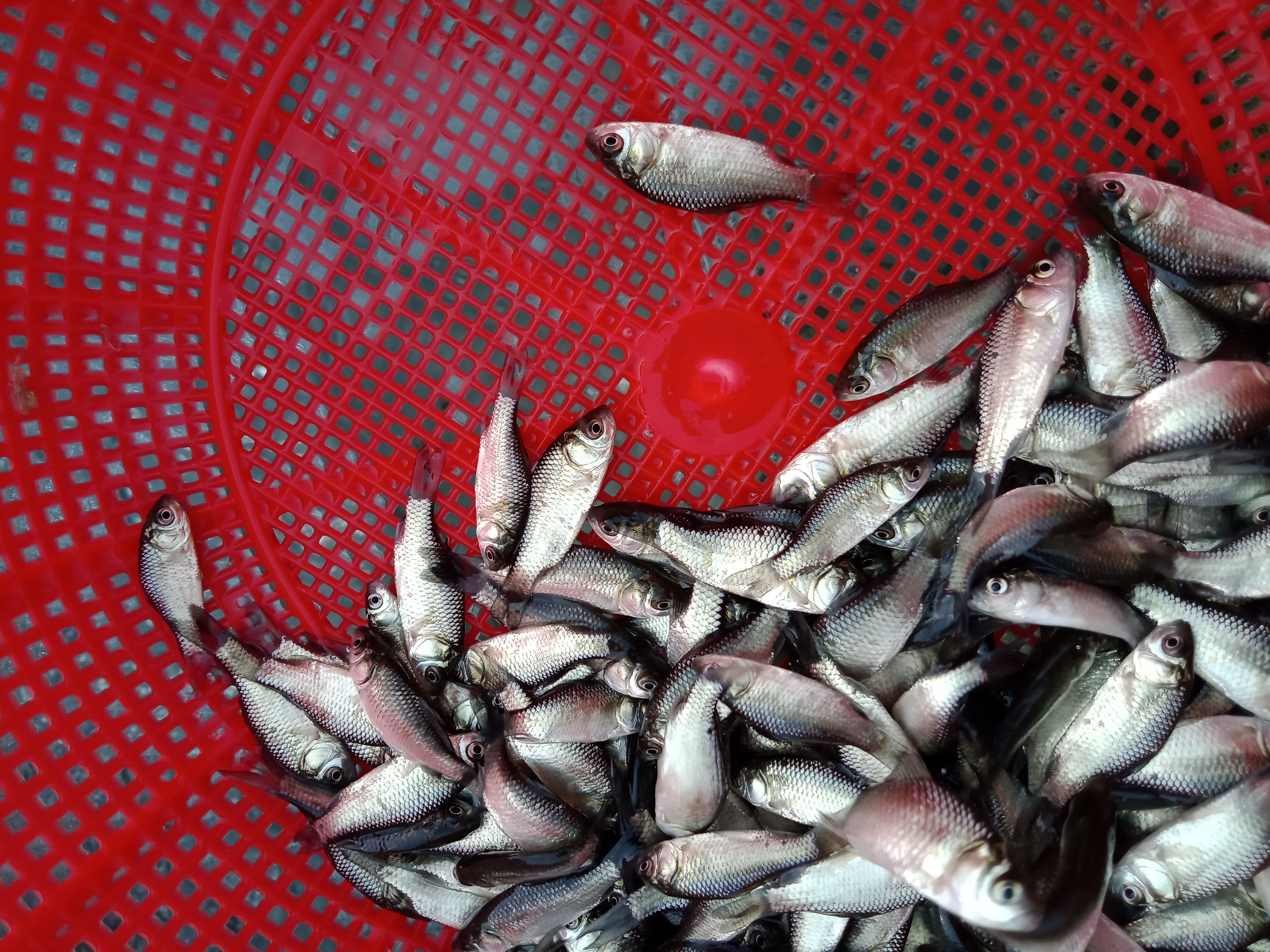 鲫鱼苗 皮毛好，生长快，