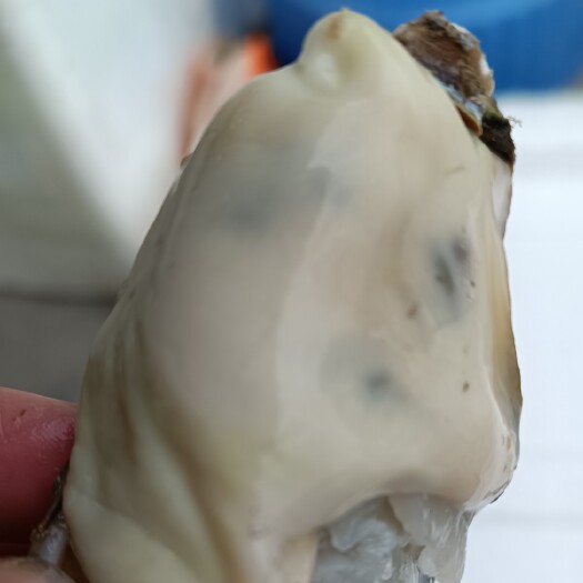 佛山三倍体生蚝 精品乳山三倍体，干净，壳薄，肉质清甜可口。