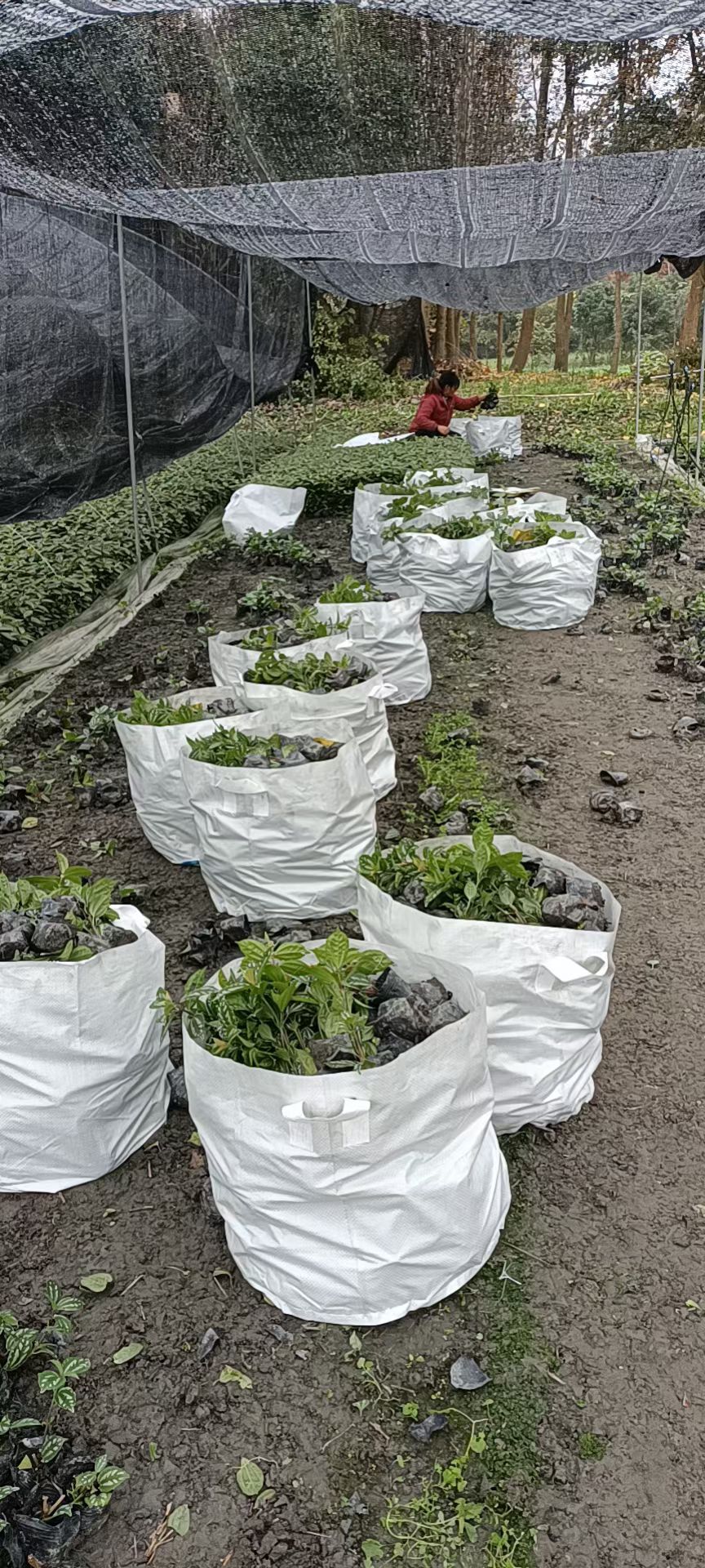 冷水花 成都一手基地种植，欢迎新老客户参观指导