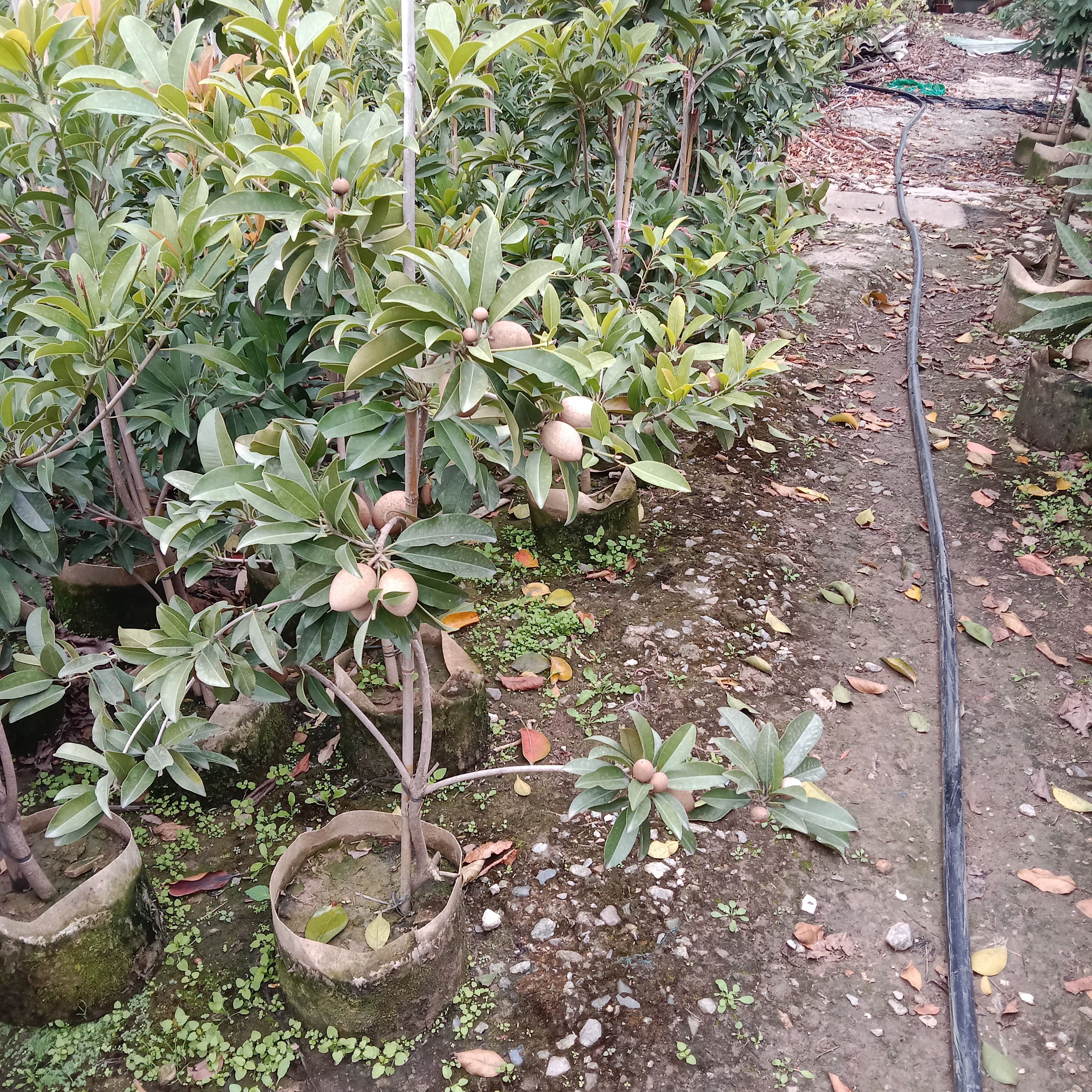 人参果苗 人参果树苗人心果