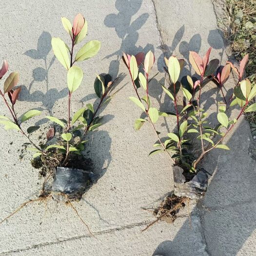 成都红罗宾 红叶石楠大杯