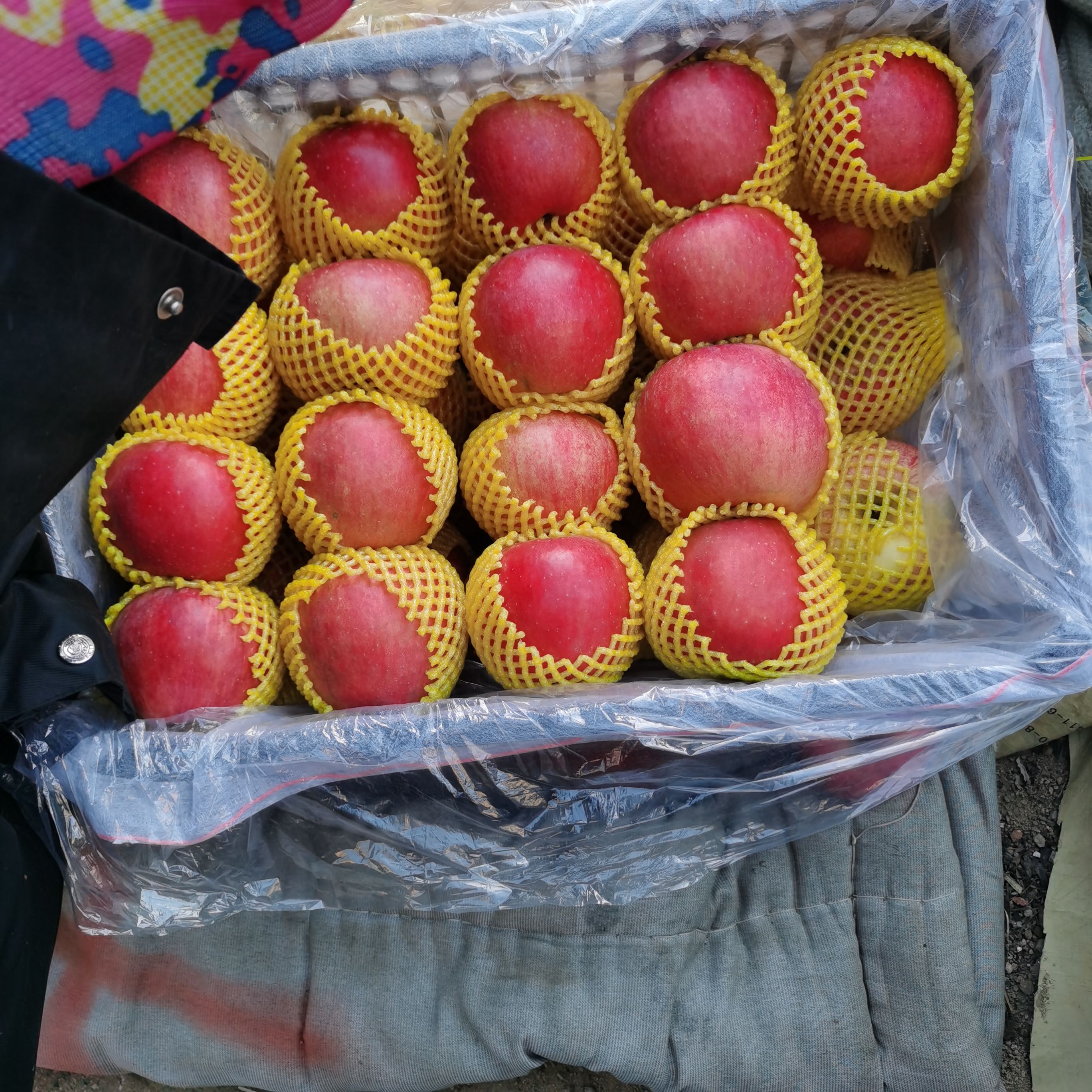 辽宁绥中寒富苹果大量出售，个头大颜色好，价钱便宜，需要联系