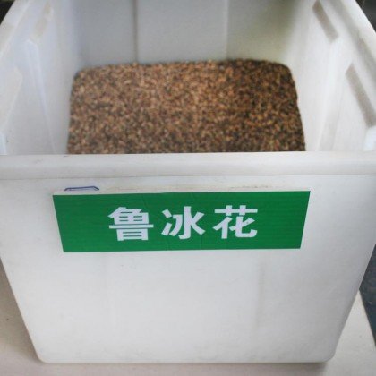 鲁冰花种子 庭院阳台盆栽花卉植物种孑四季易播易活花籽开花不