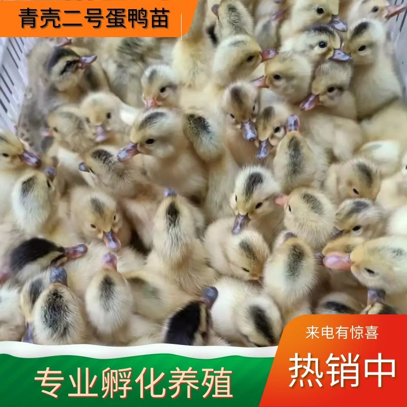 多蛋蛋鸭苗，产蛋多质量保证，价格优疫苗到位，一手货源