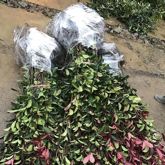 沭阳县红叶石楠树苗火焰红 四季常青庭院绿化苗绿篱植物大杯苗红罗槟