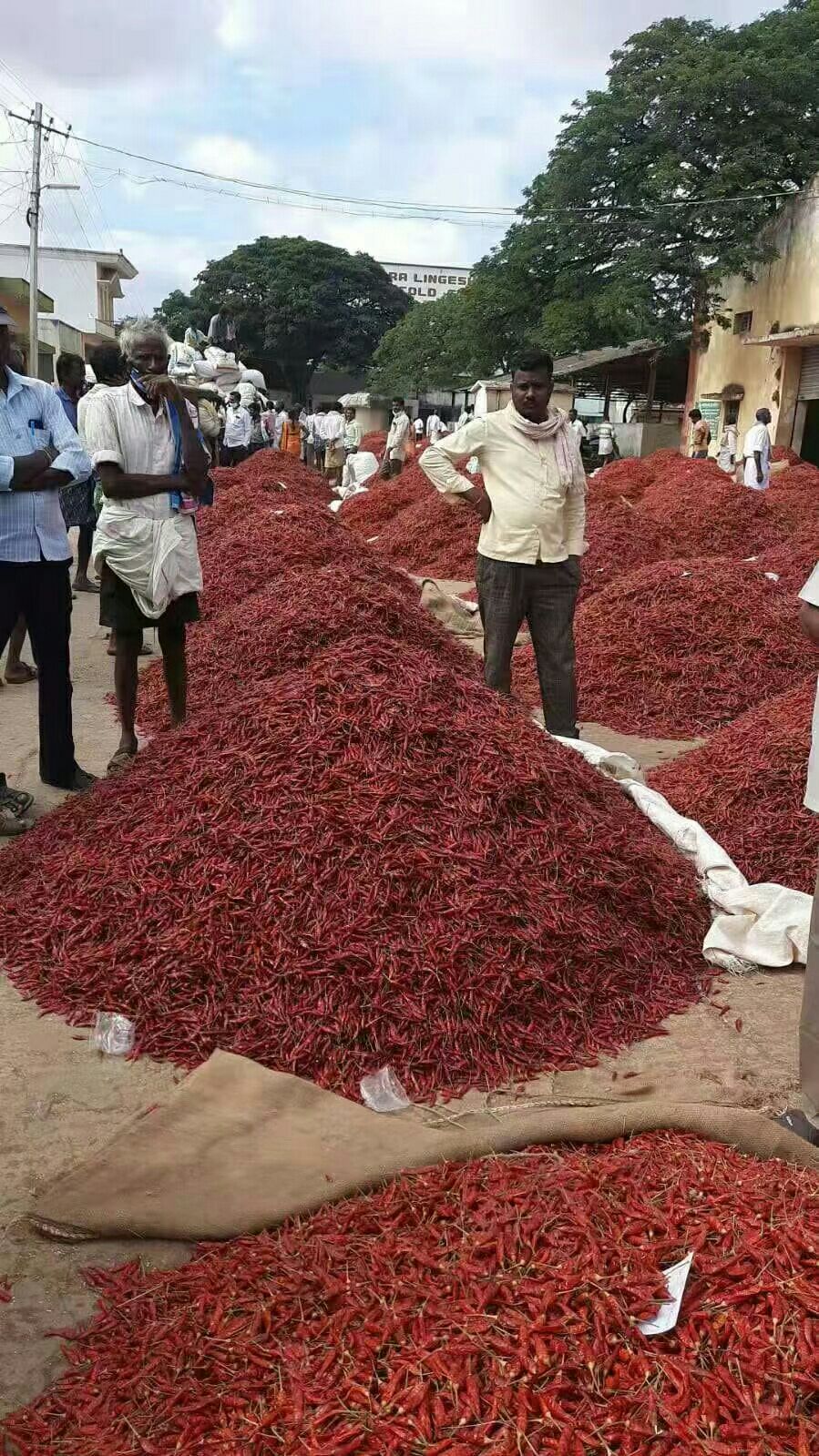 魔鬼辣椒 印度s17，批发零售