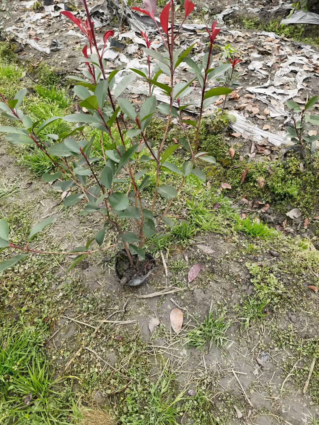 红罗宾 红叶石楠大杯