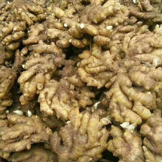 墨江县 小黄姜