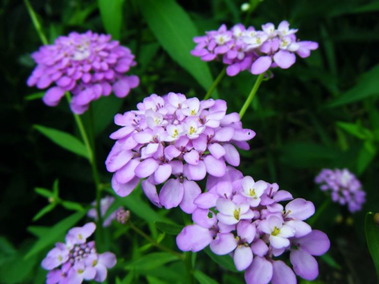 蜂室花种子屈曲花种子四季易活混色花籽景观绿化园林花坛种植