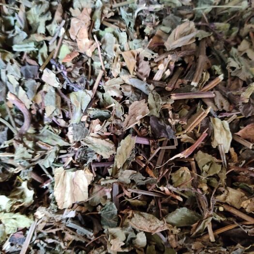 北流市中药材石见穿 草药干品